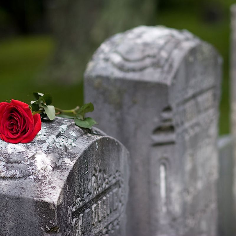 Red rose on an old gravestone, symbolizing remembrance and love in a peaceful cemetery setting.